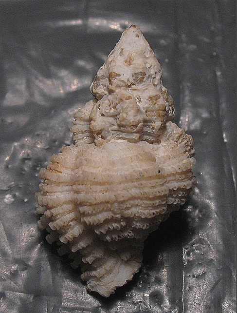 Coralliophila  panormitana